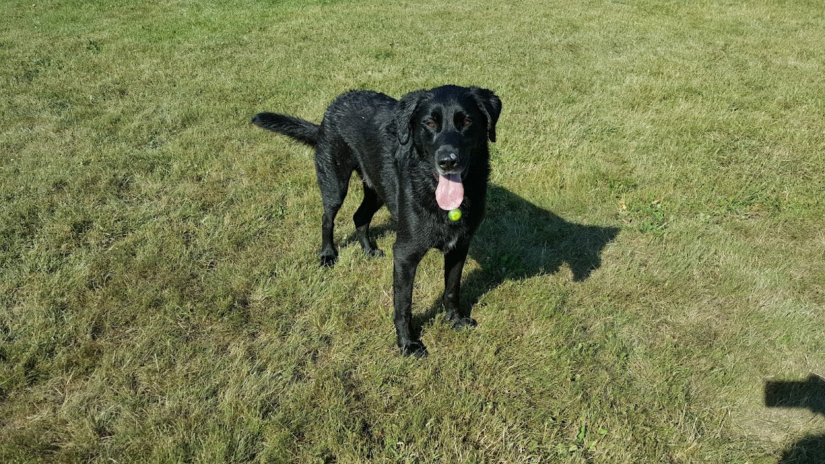Puppy Training Course