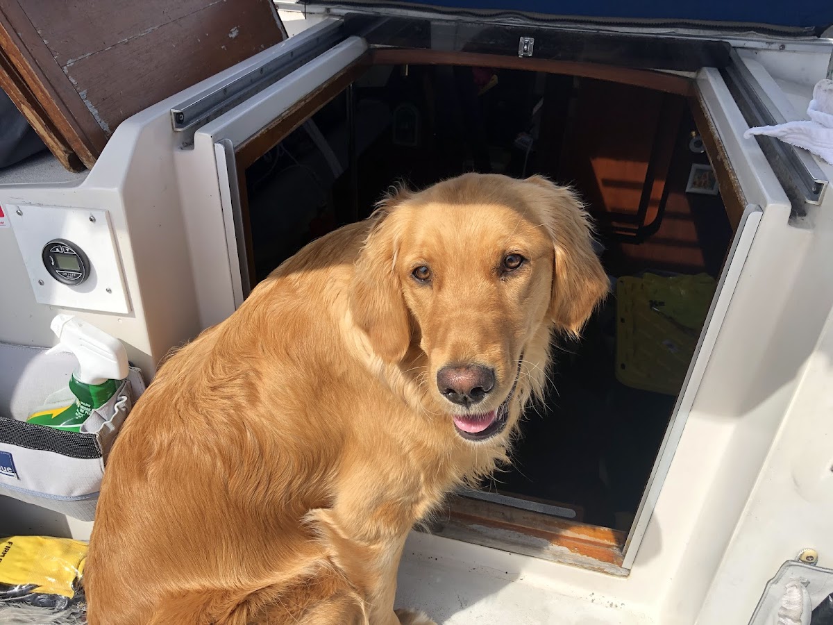 One-on-One Dog Training